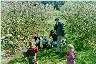 Busy Bear Day Care picking apples