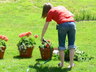 Watering Geraniums