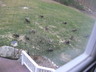 Turkeys In The Yard