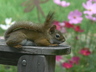 Squirrel Rest