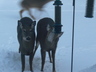 Deer At Bird Feeder